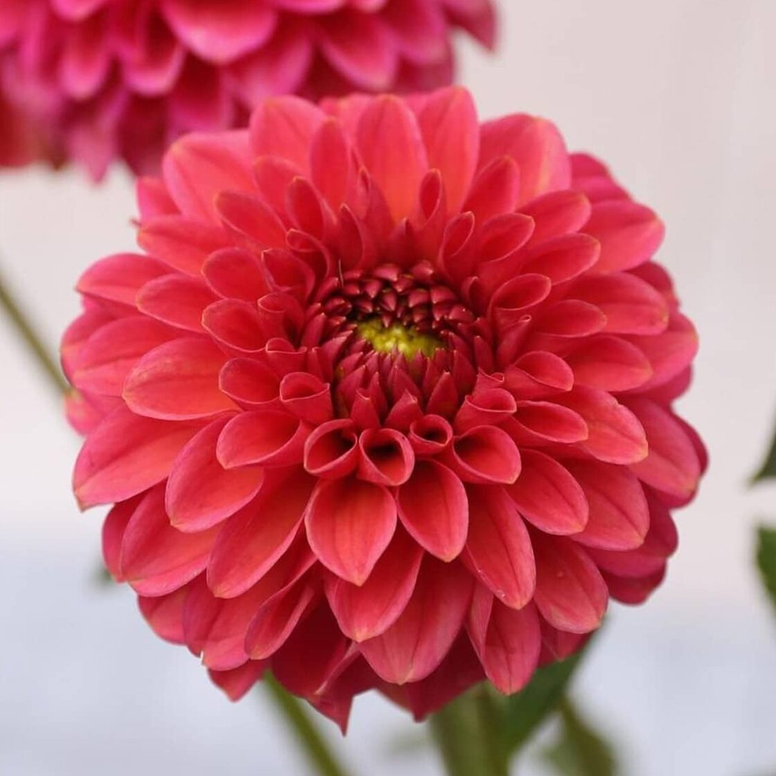 Dahlia 'Zundert Mystery Fox'