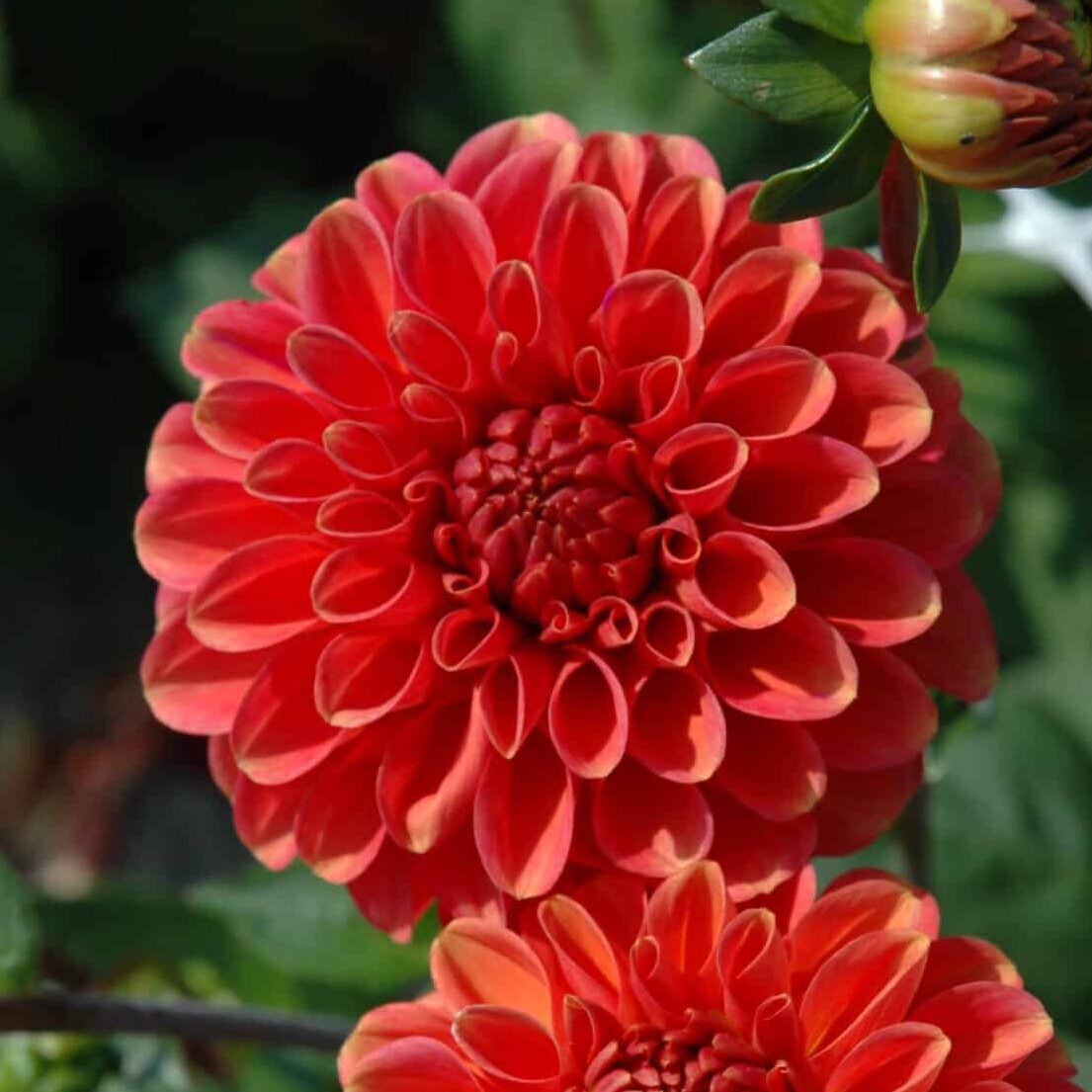 Dahlia 'Zundert Mystery Fox'