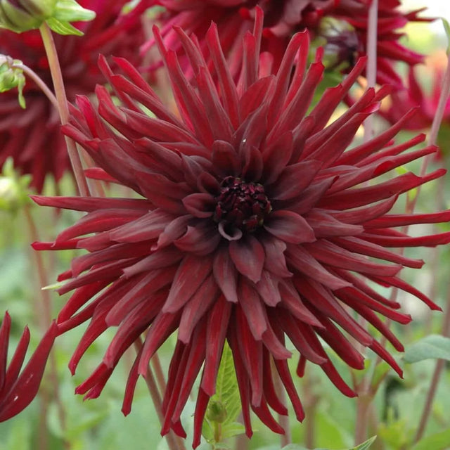 Dahlia nuit dete