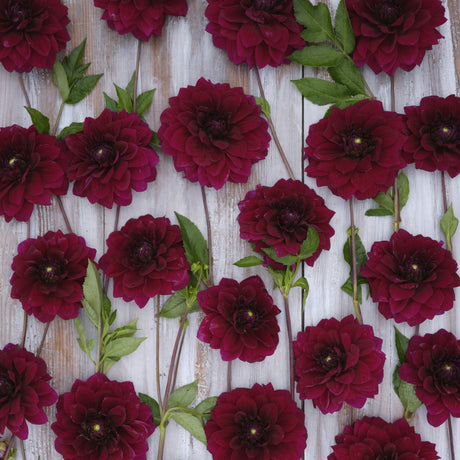 Dahlia 'Admiral Rawlings'