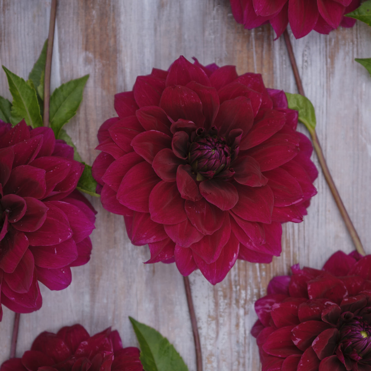 Dahlia 'Admiral Rawlings'