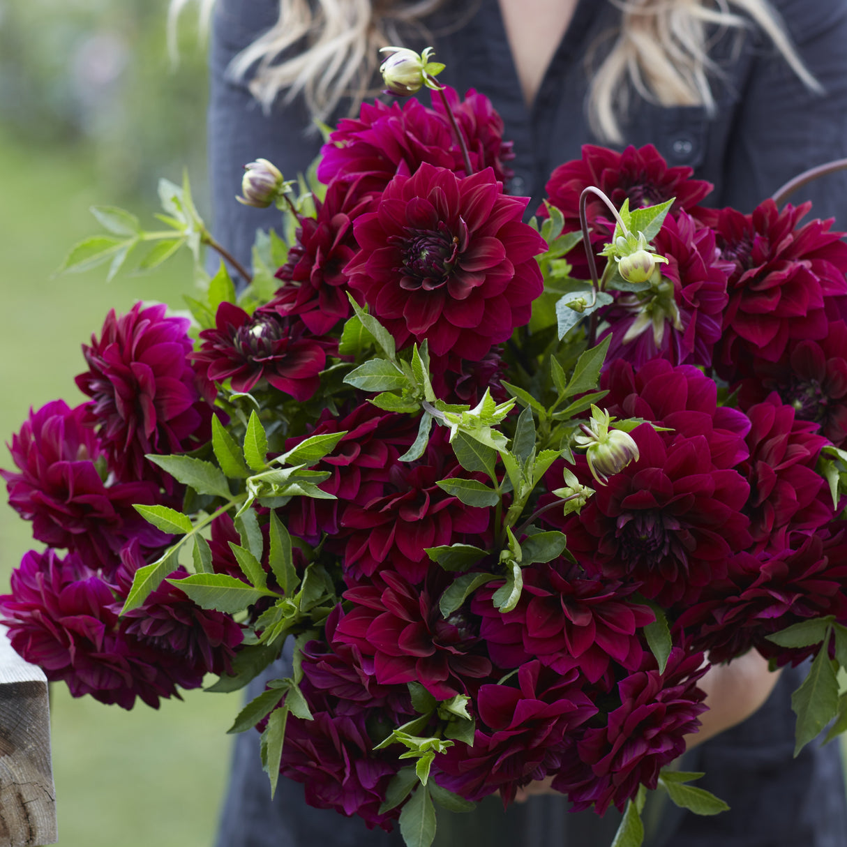 Dahlia 'Admiral Rawlings'