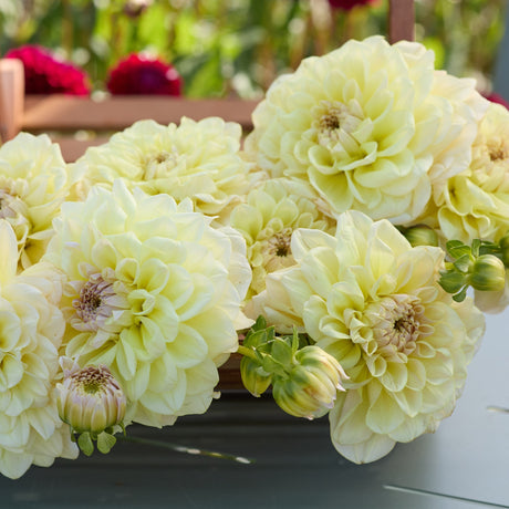 Dahlia 'Alloway Cottage'