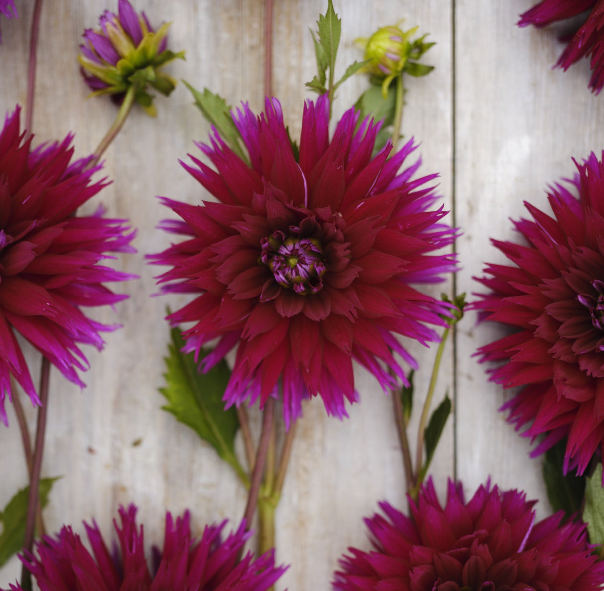 Dahlia 'Ambition'