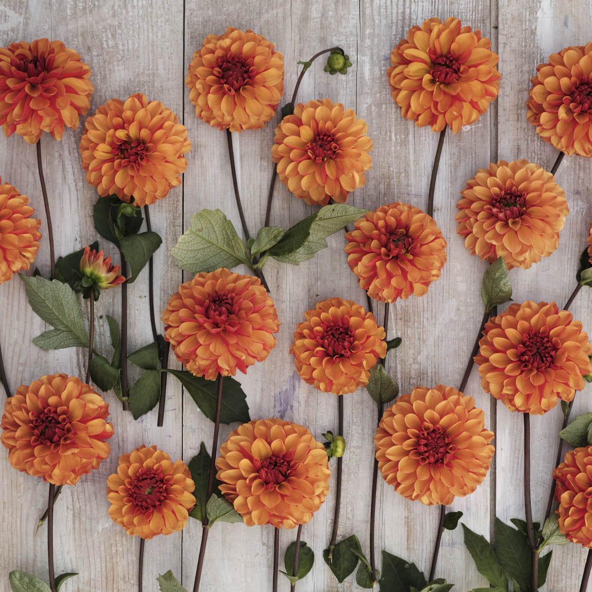 Dahlia 'American Sunset'