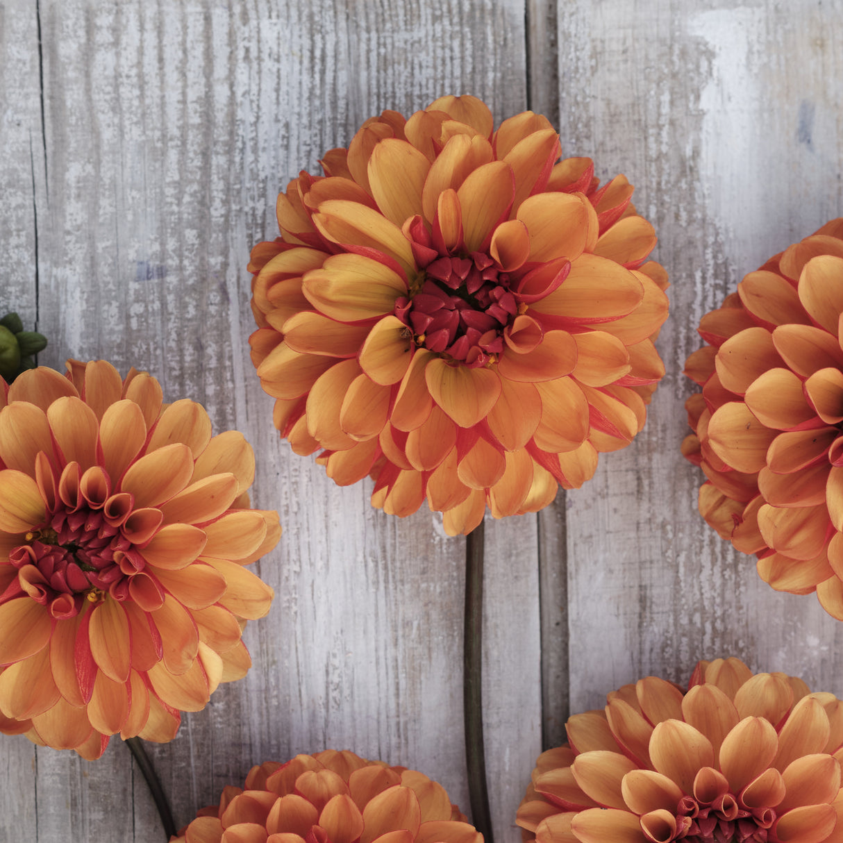 Dahlia 'American Sunset'