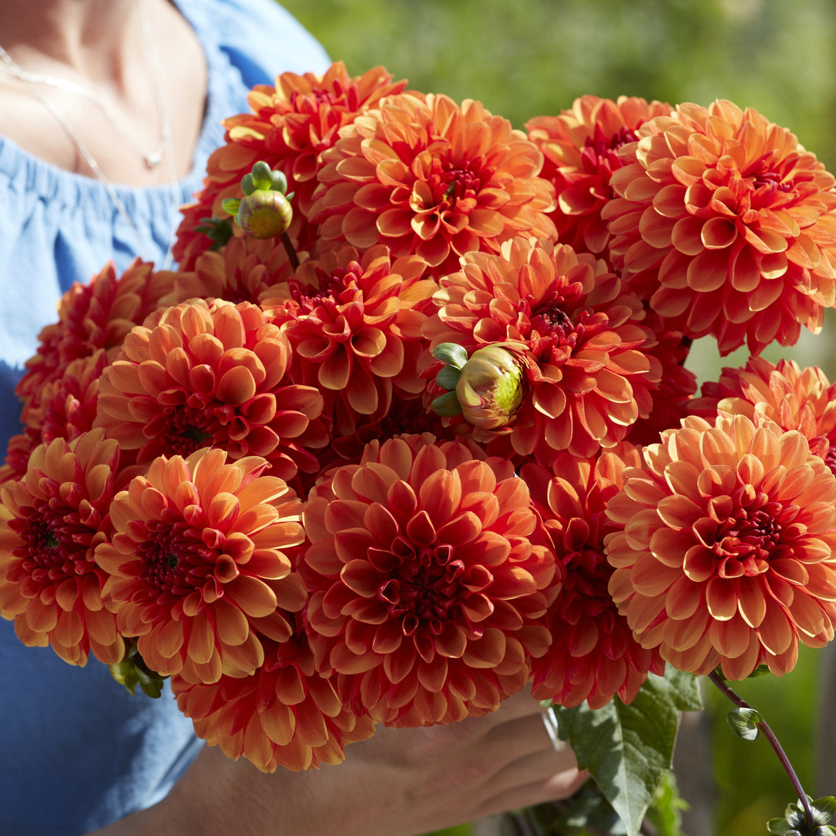 Dahlia 'American Sunset'