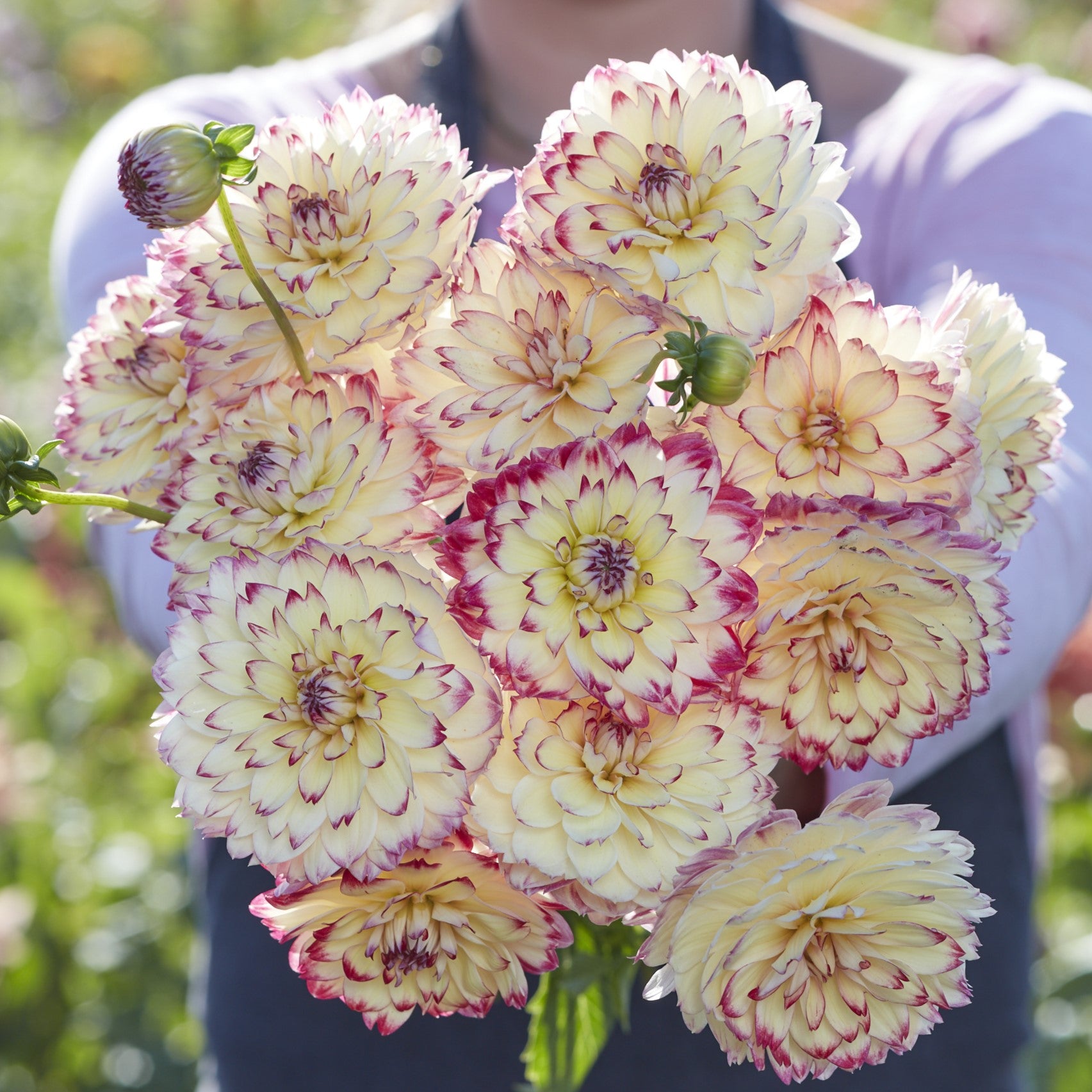 Dahlia 'Aphrodite'