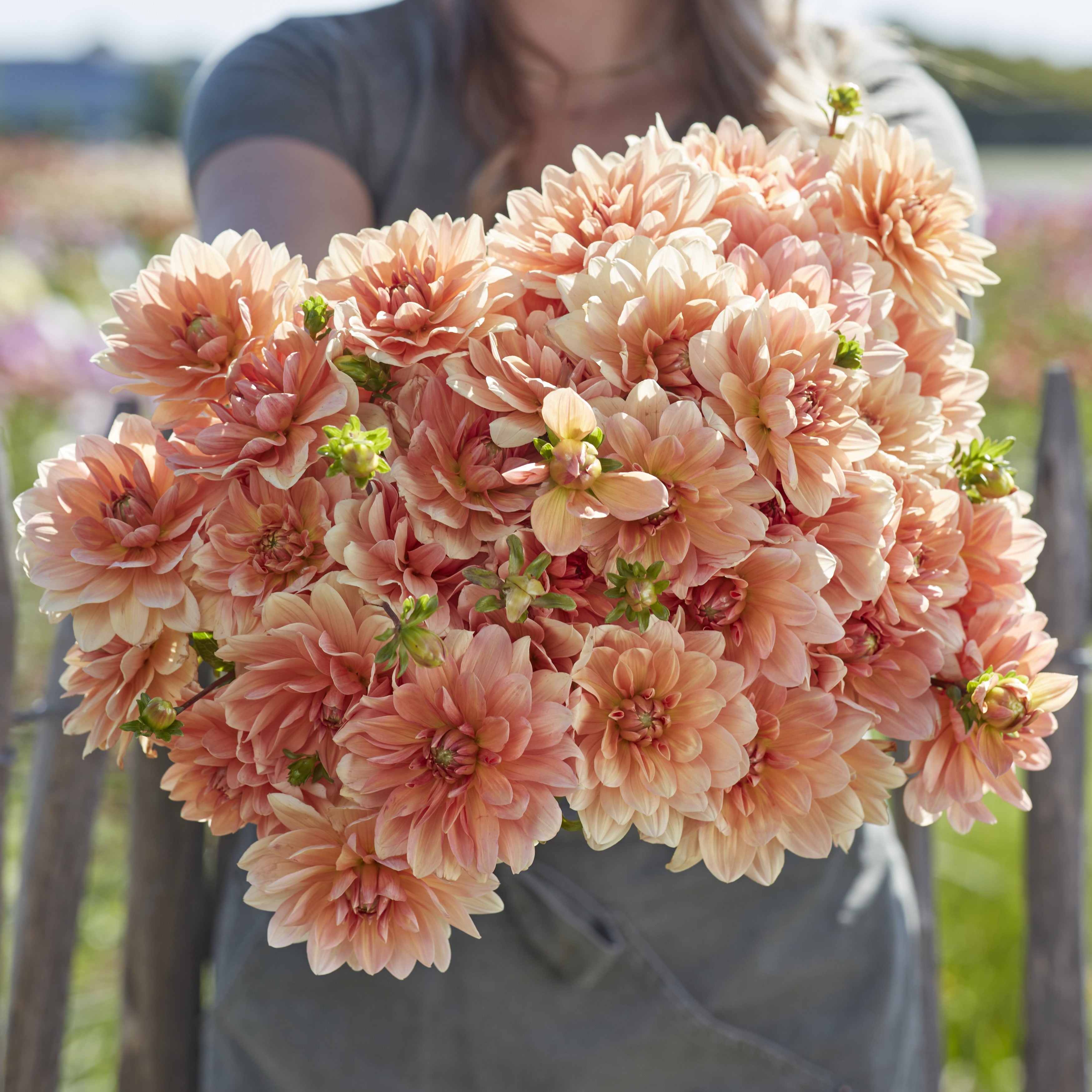 Dahlia 'Apricot Desire'