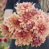 Dahlia 'Babylon Brons'