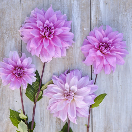 Dahlia 'Babylon Lilac'