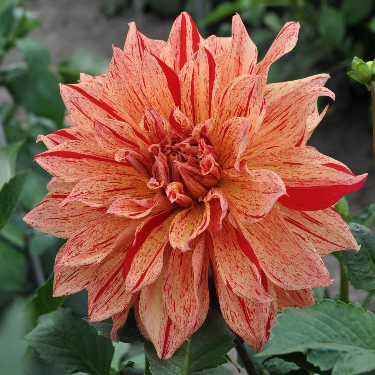 Dahlia 'Babylon Mutant'