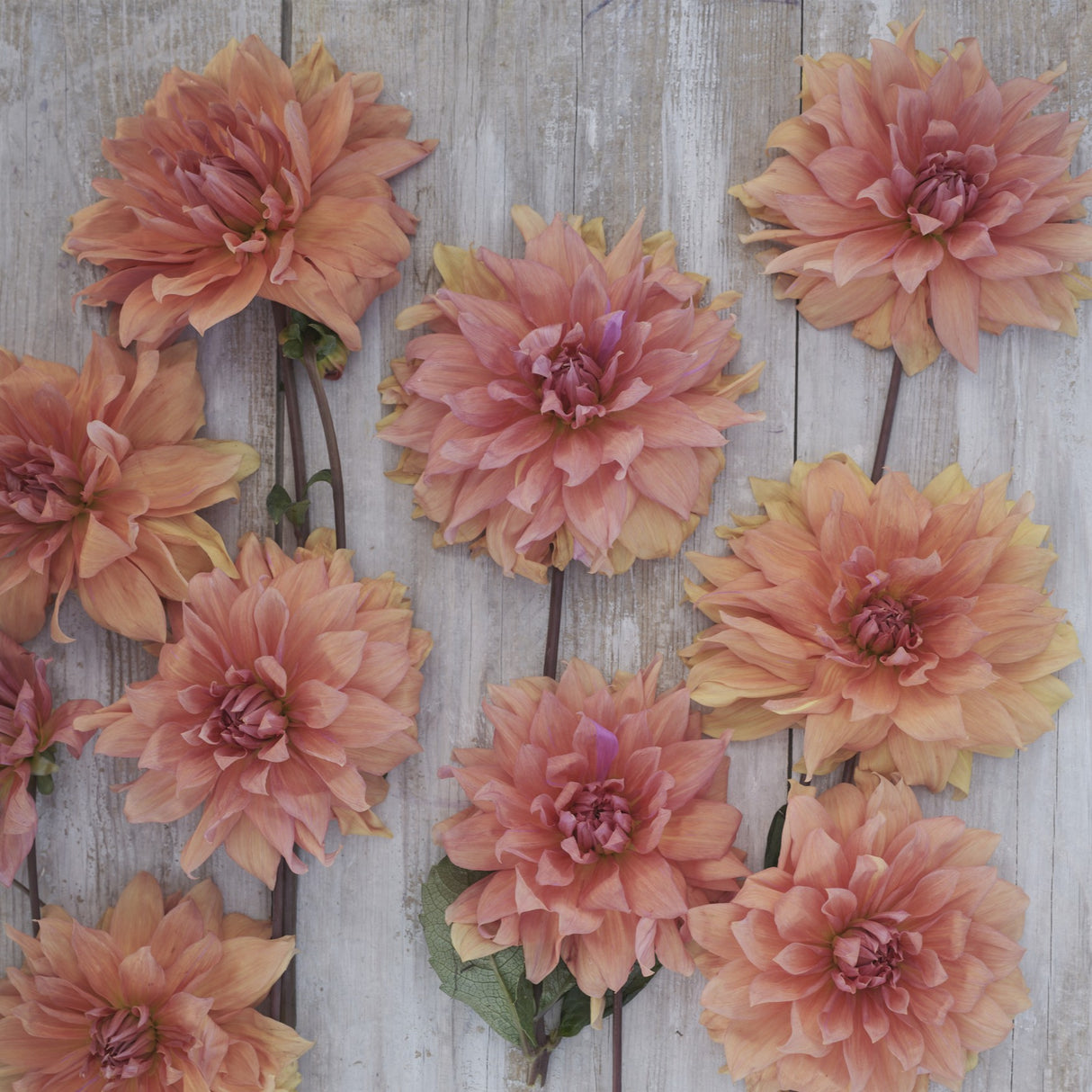 Dahlia 'Babylon Brons'