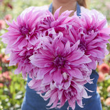 Dahlia 'Babylon Lilac'