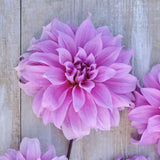 Dahlia 'Babylon Lilac'