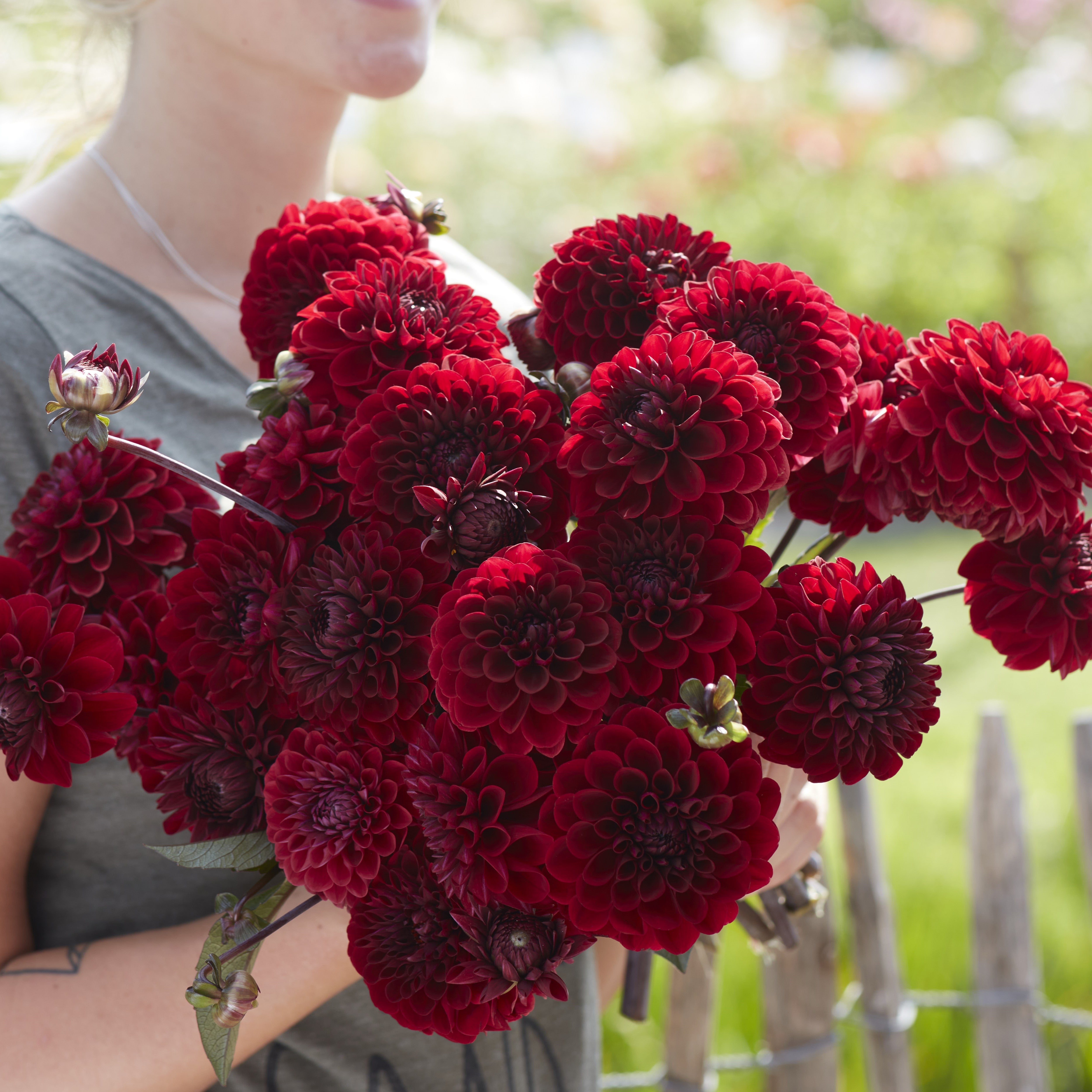 Dahlia 'Baccara'