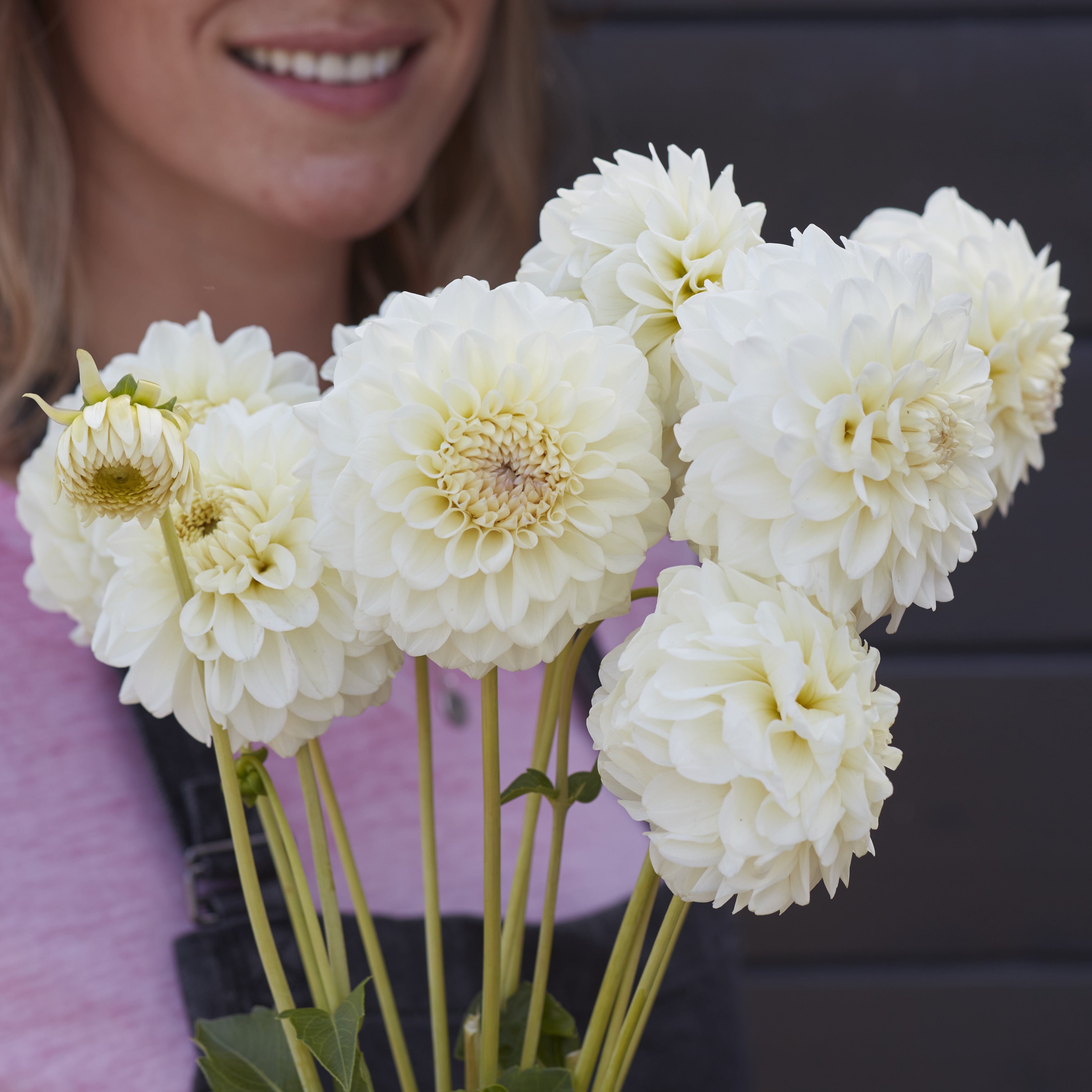 Dahlia 'Bahia Blanca'