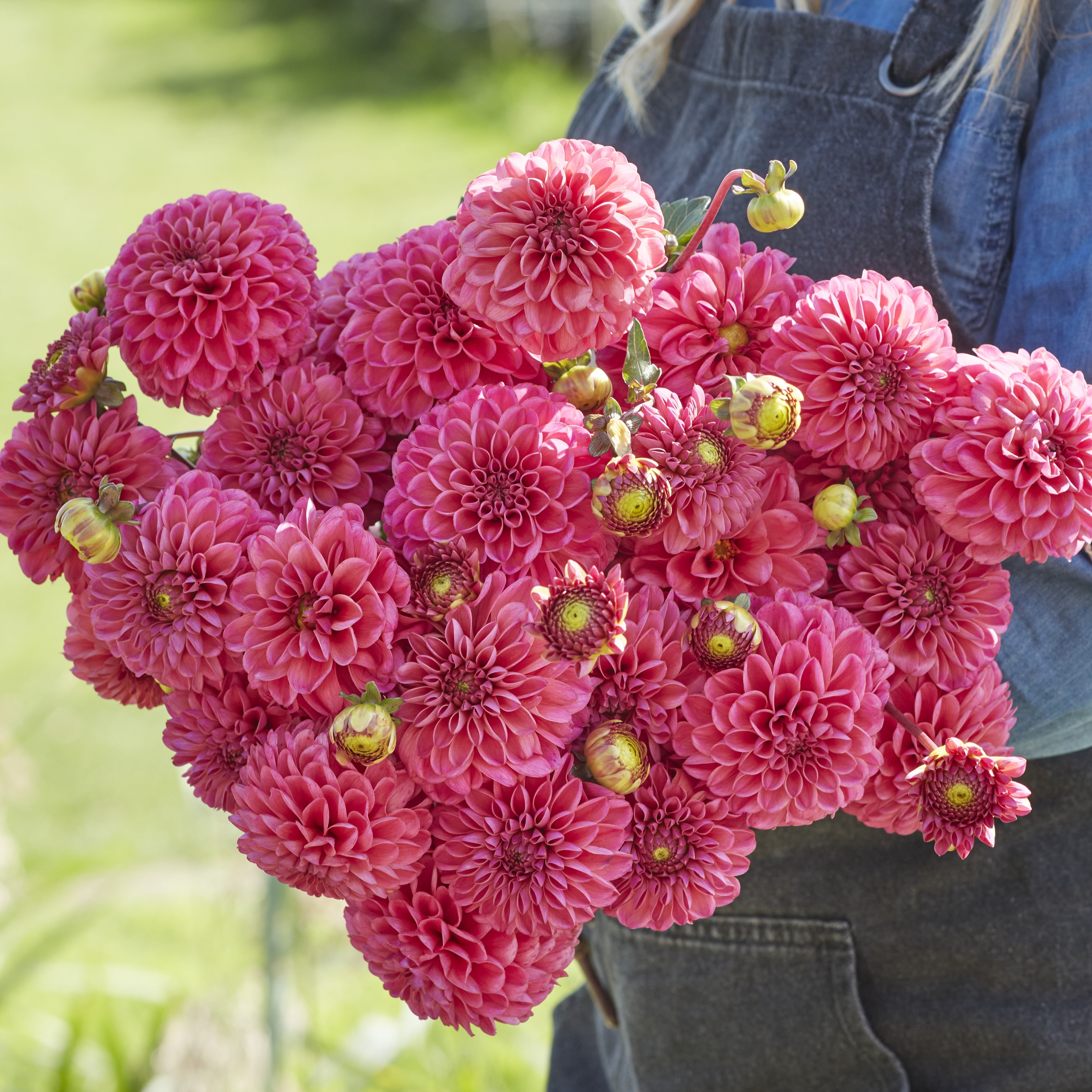 Dahlia 'Bazuin Pink'