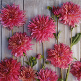 Dahlia 'Belle of Barmera'