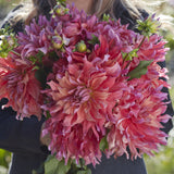 Dahlia 'Belle of Barmera'
