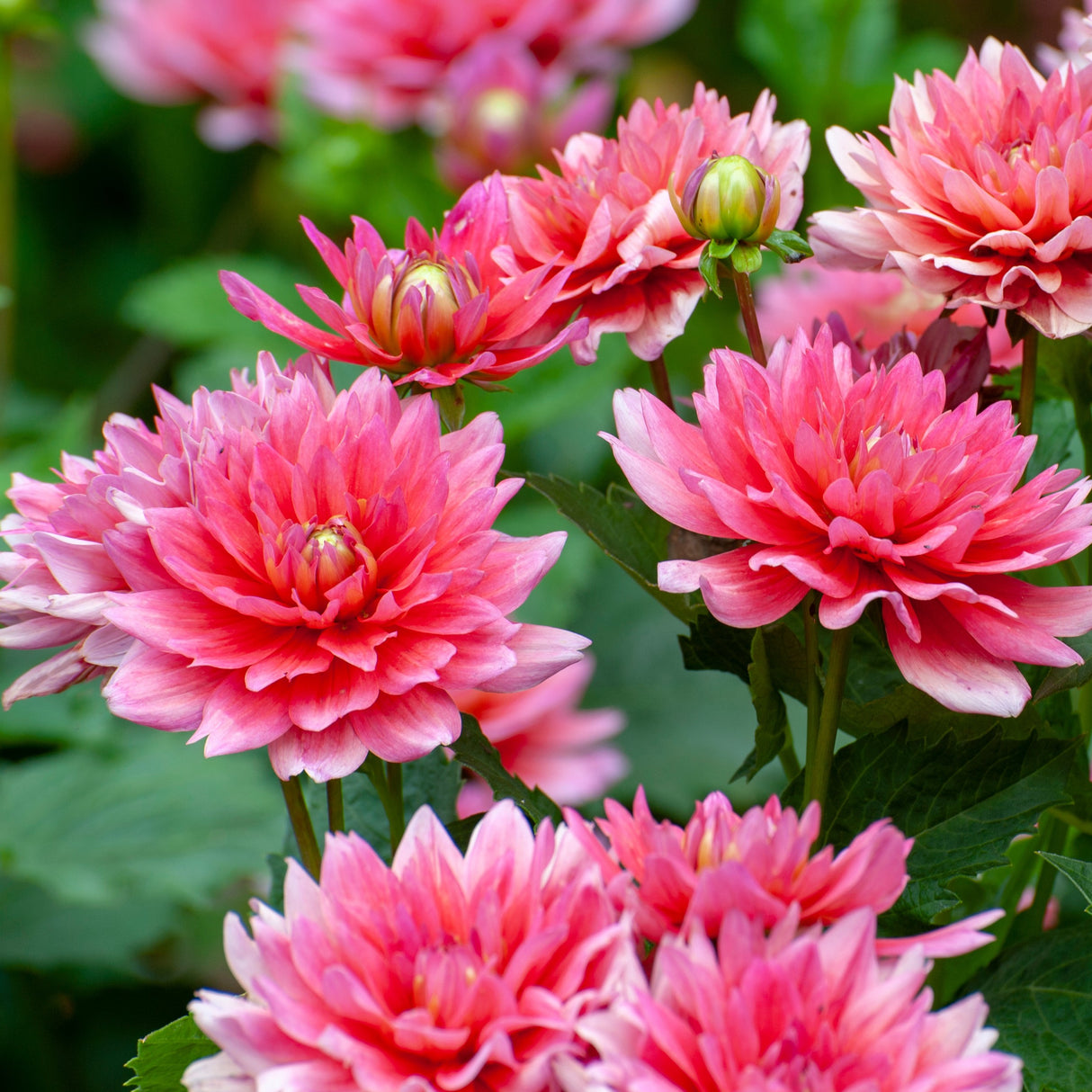 Dahlia 'Berliner Kleene'