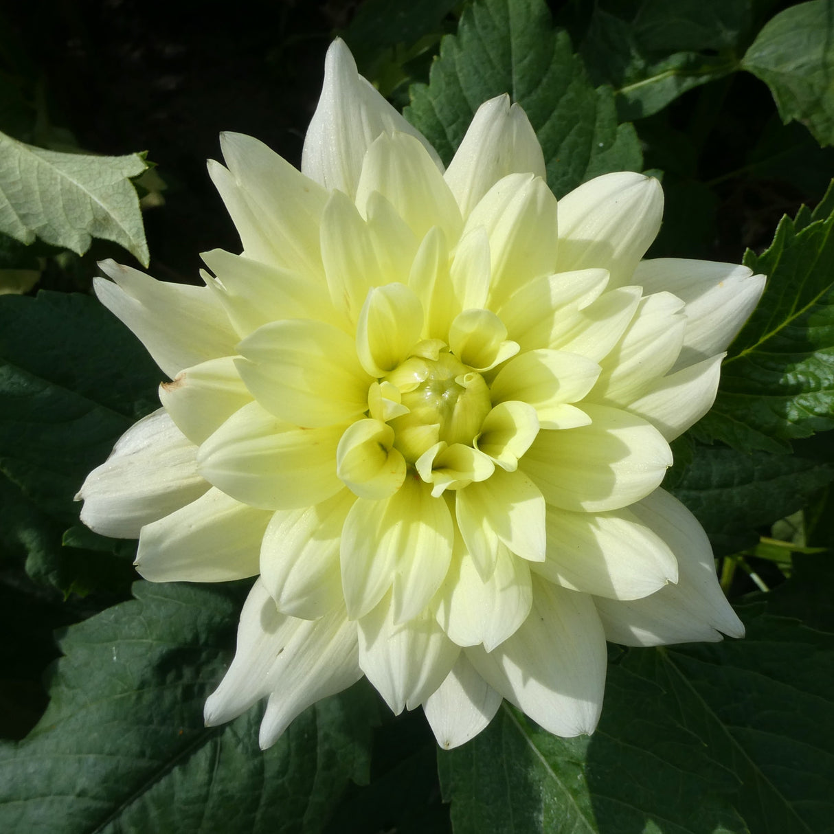 Dahlia 'Berliner Lemon'