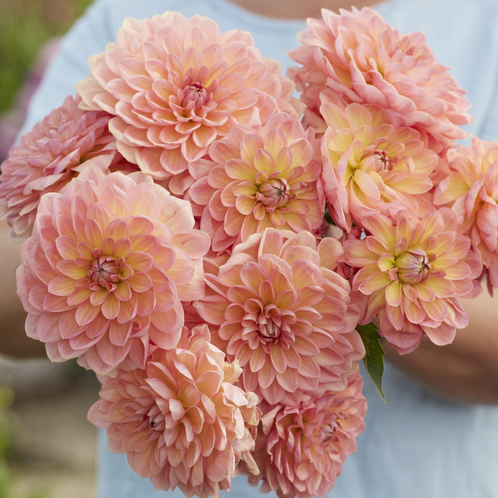 Dahlia 'Bestseller'