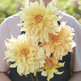 Dahlia 'Big Brother'