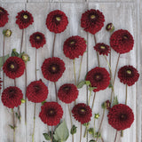 Dahlia 'Bizon Red'