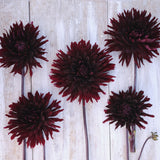 Dahlia 'Black Jack'