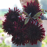 Dahlia 'Black Jack'