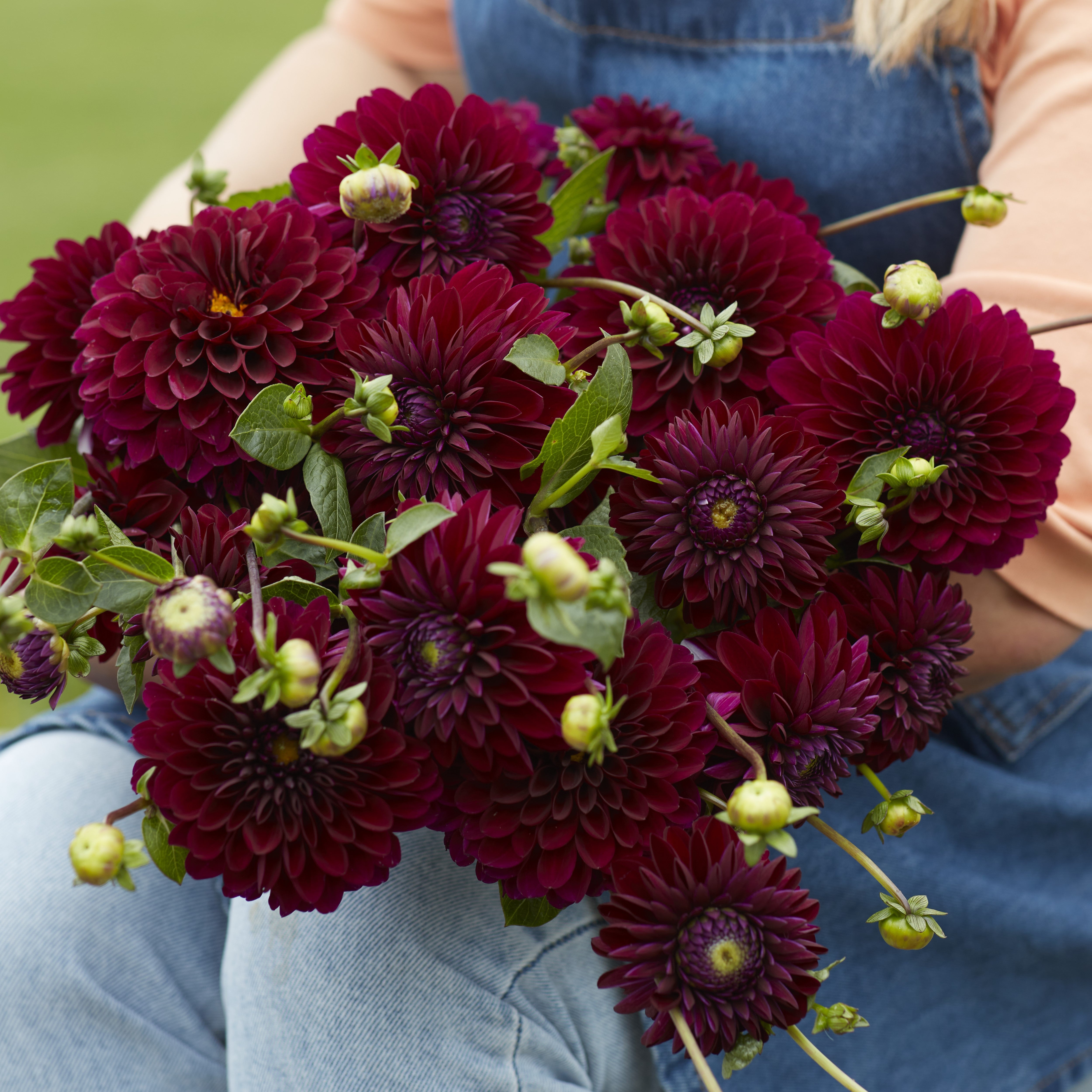 Dahlia 'Black Lars'