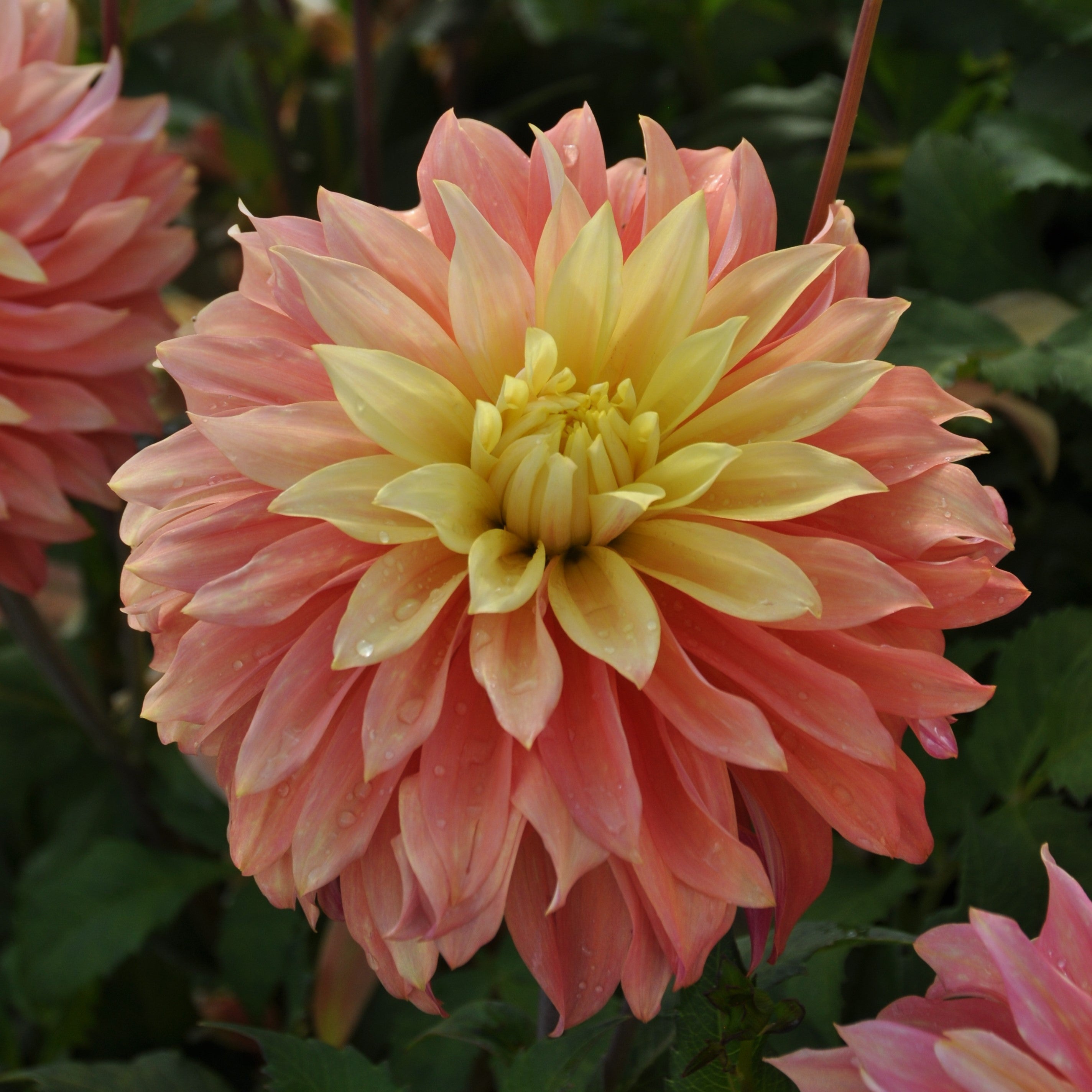 Dahlia 'Blushing Lady'