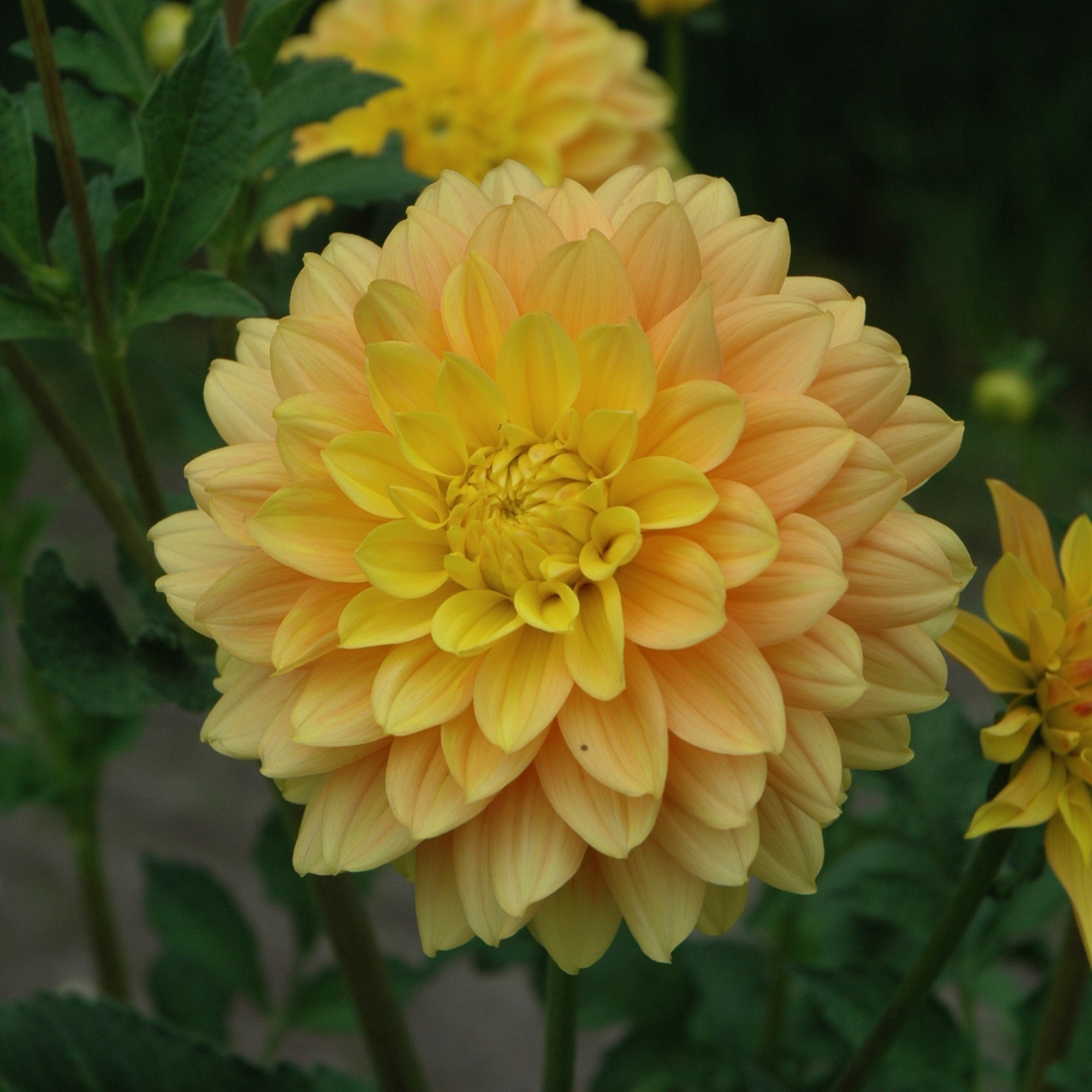 Dahlia 'Bocherell'