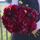 Dahlia 'Bohemian Spartacus'