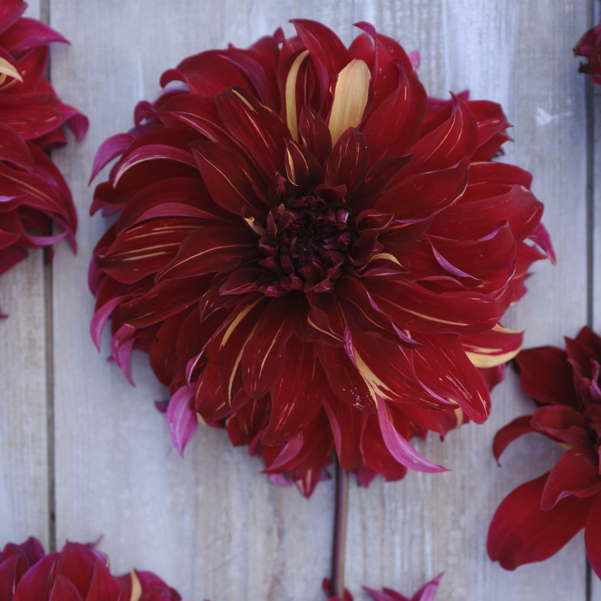 Dahlia 'Bohemian Spartacus'