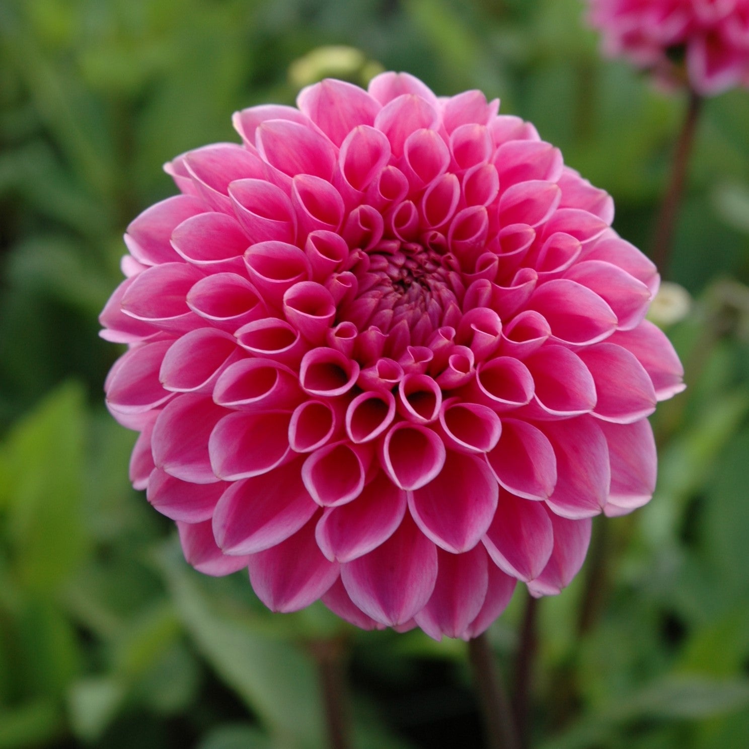 Dahlia 'Boy Scout'