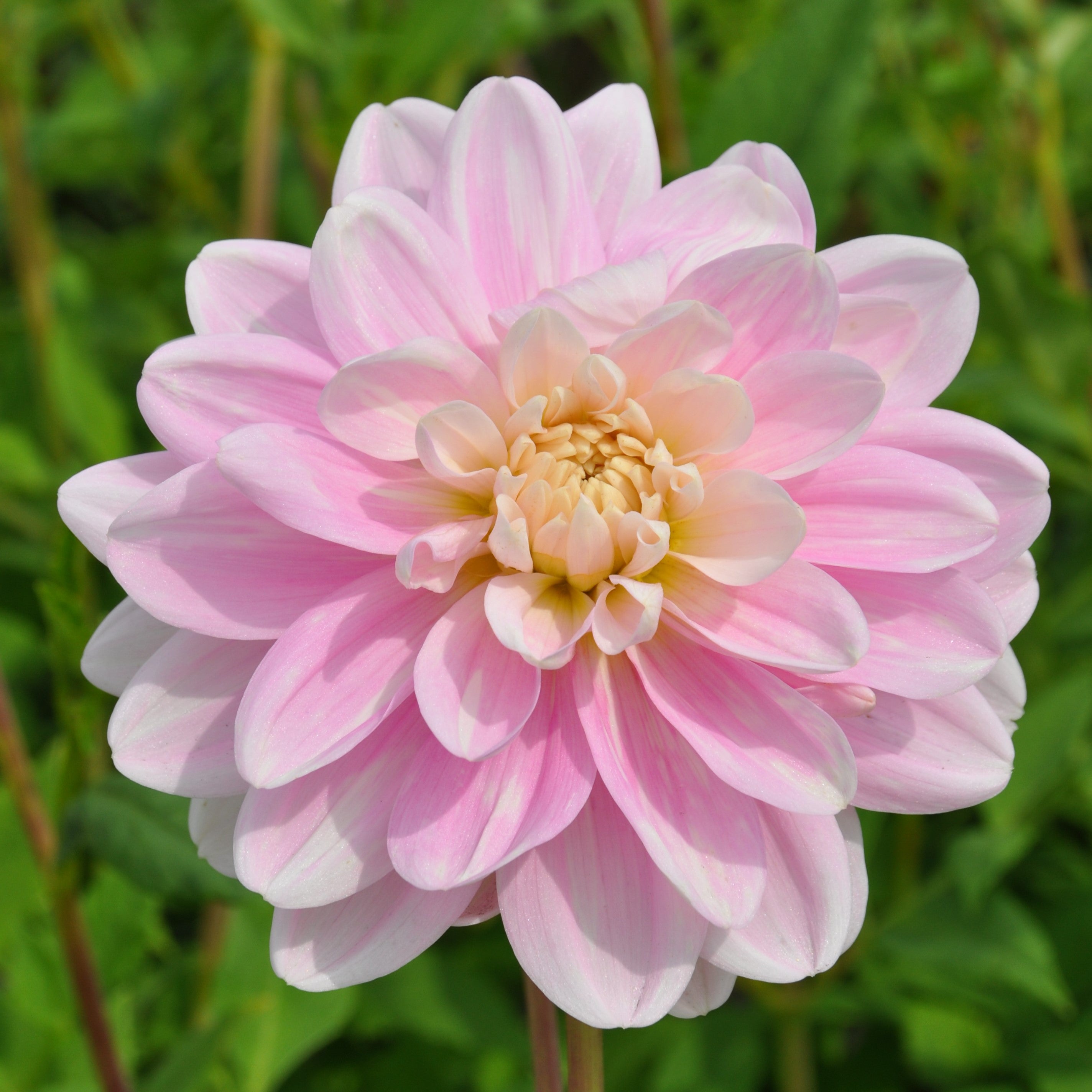 Dahlia 'Brackenridge Ballerina'