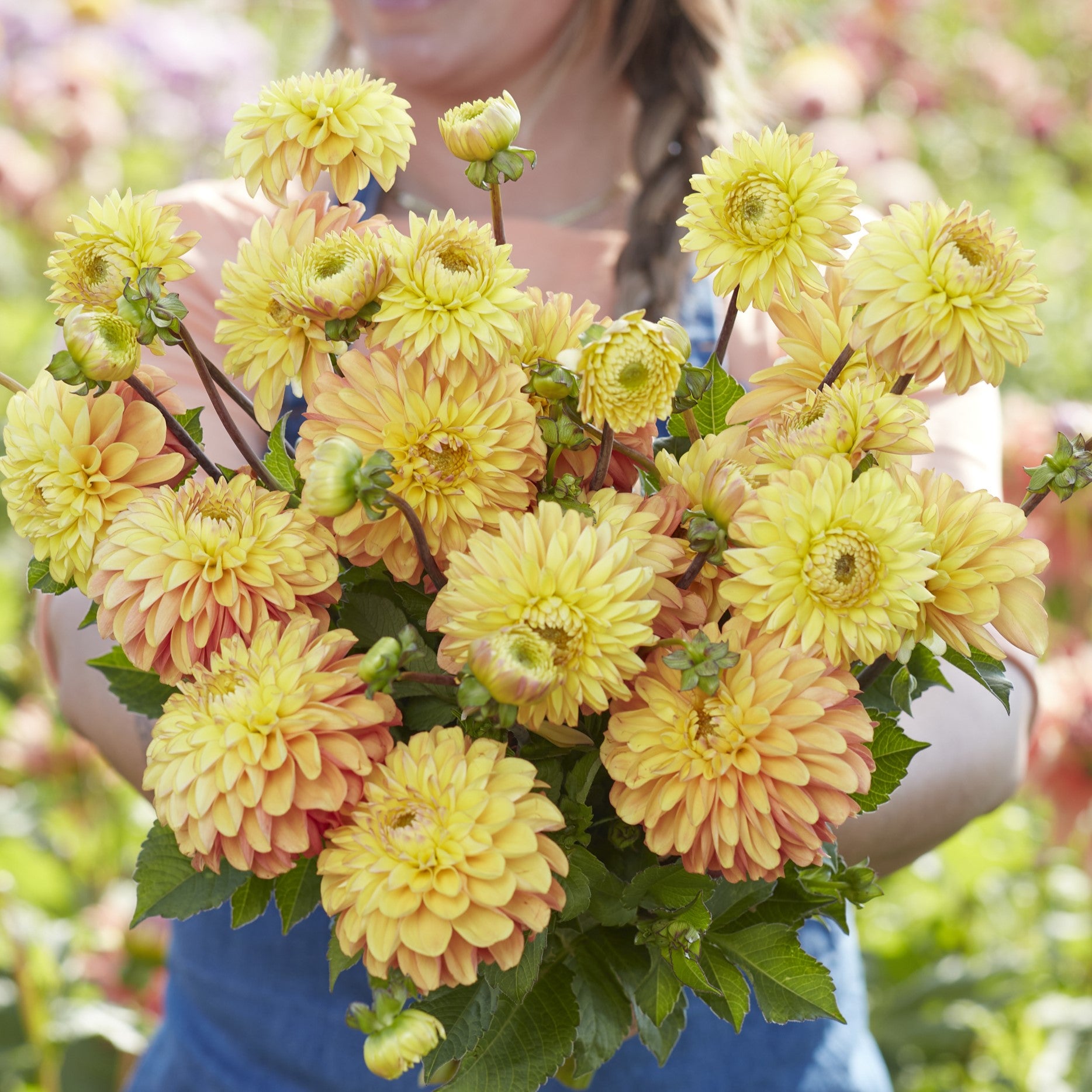 Dahlia 'Bronze Glory'