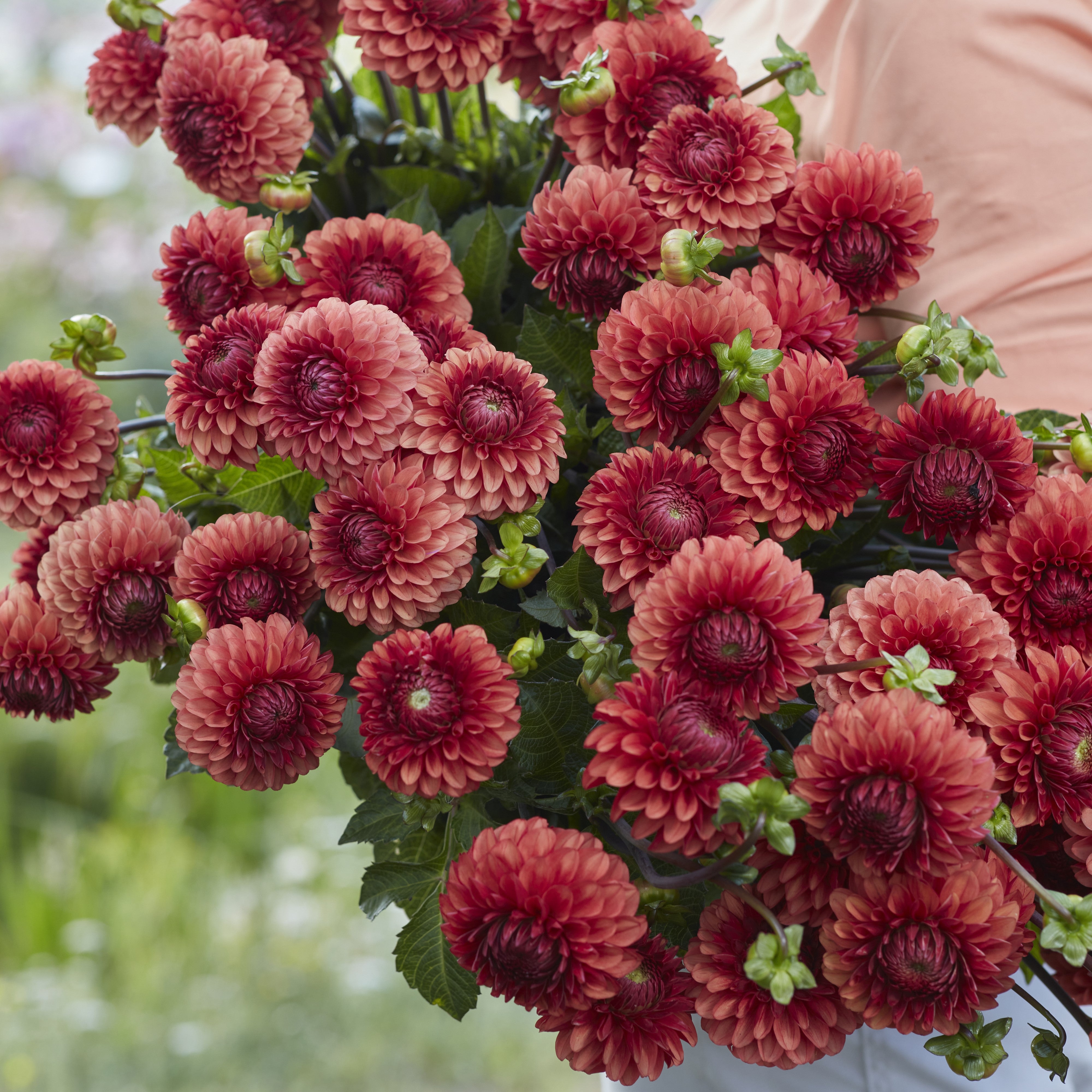 Dahlia 'Brown Sugar'