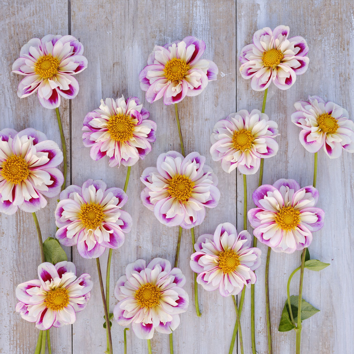Dahlia 'Bumble Rumble'