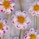 Dahlia 'Bumble Rumble'