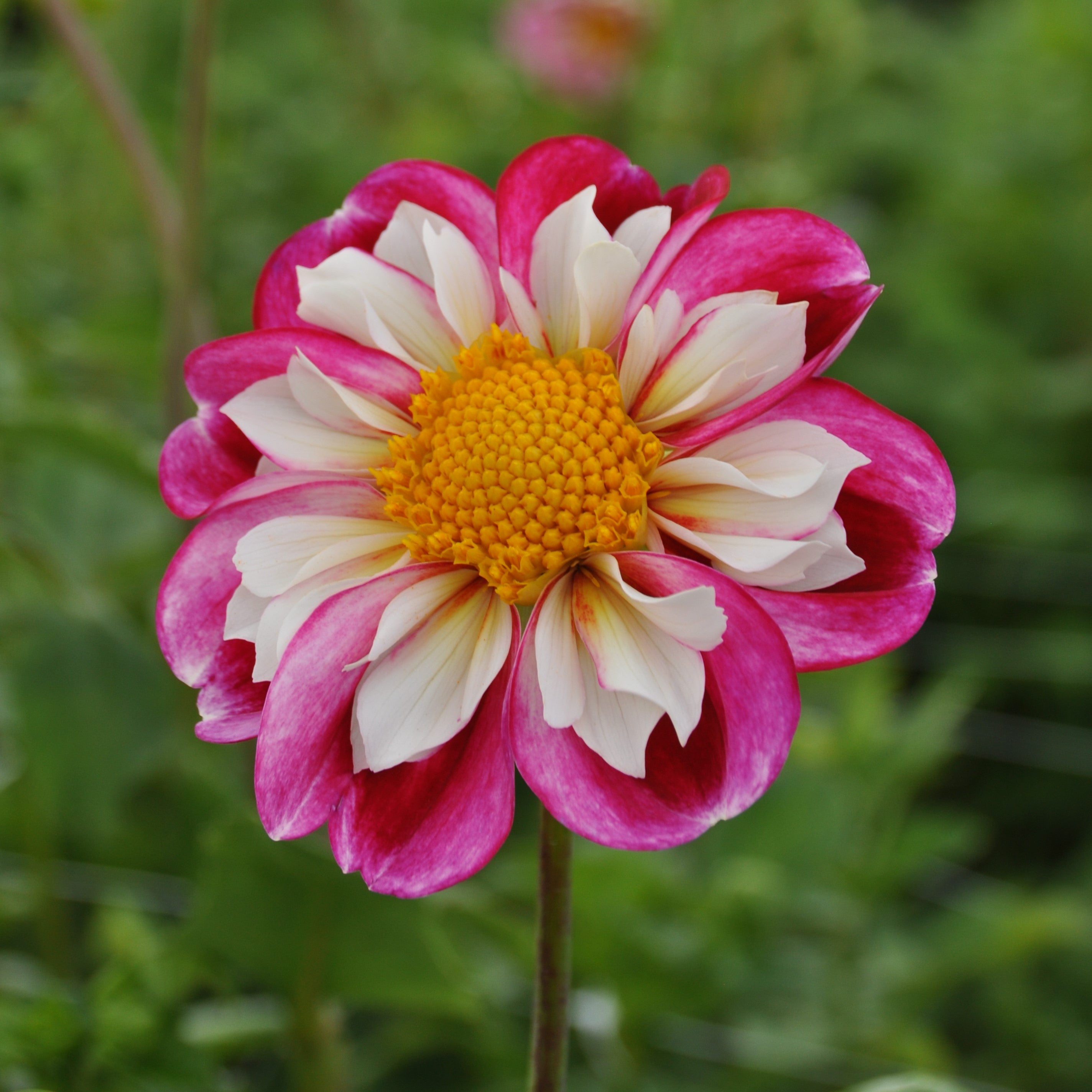 Dahlia 'Bumble Rumble'