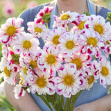 Dahlia 'Bumble Rumble'