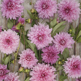 Dahlia 'Café au Lait Rosé'