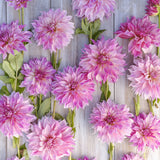 Dahlia 'Café au Lait Royal'