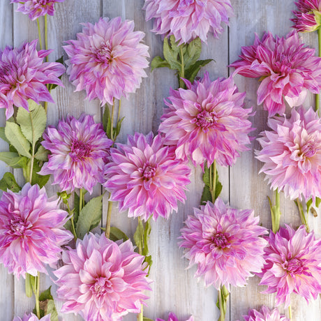 Dahlia 'Café au Lait Royal'