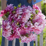 Dahlia 'Café au Lait Royal'