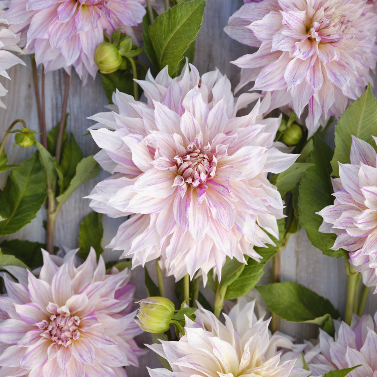 Dahlia 'Café au Lait Twist'