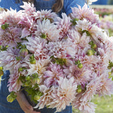 Dahlia 'Café au Lait Twist'